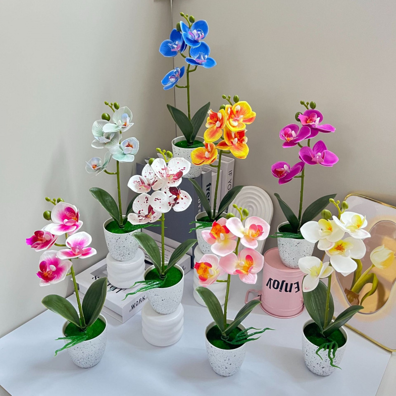 Orchid Phalaenopsis - Butterfly Orchid 4-Flower Pottery Set Living