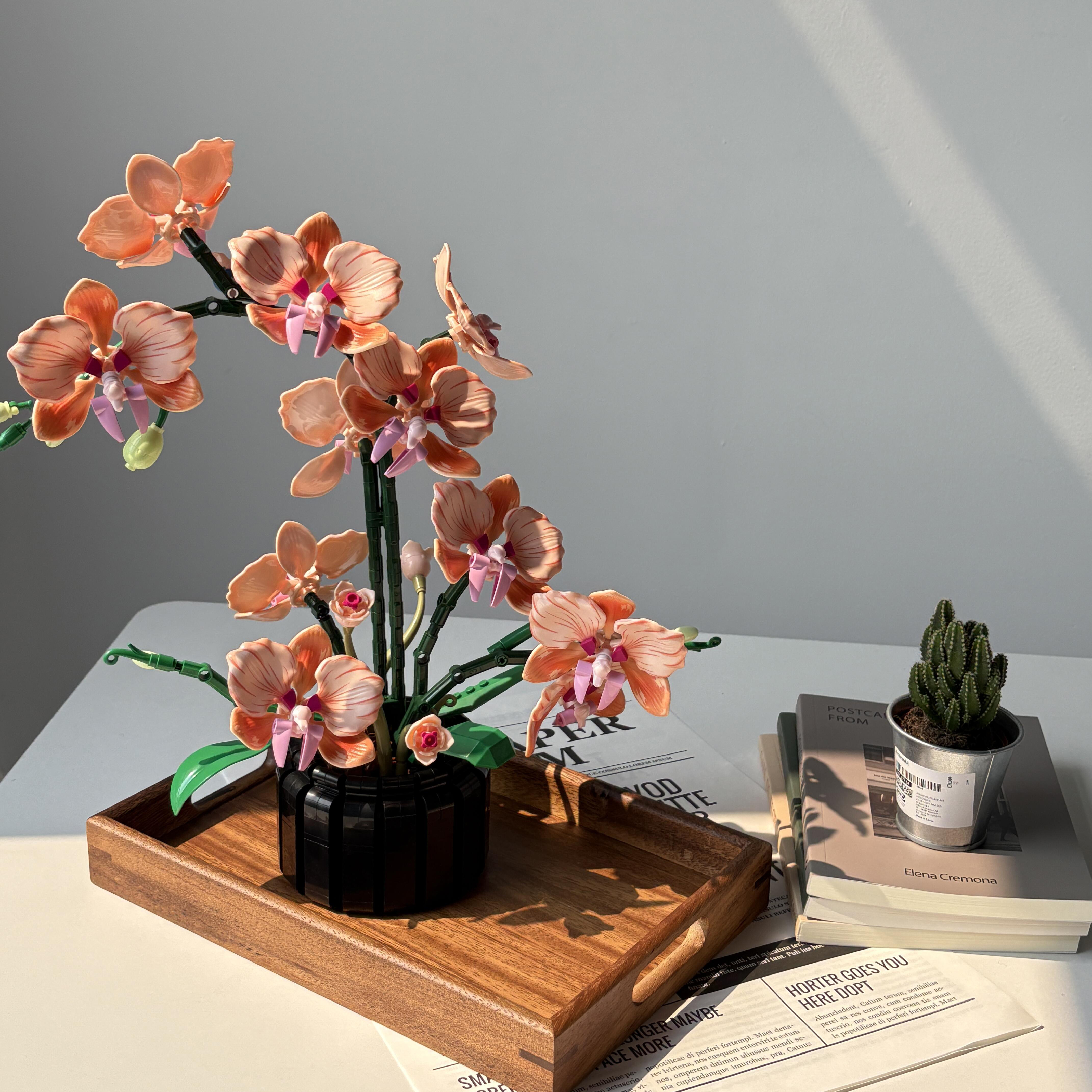 Orange Phalaenopsis Orchid Bui - Orchid Phalaenopsis 评论和价格