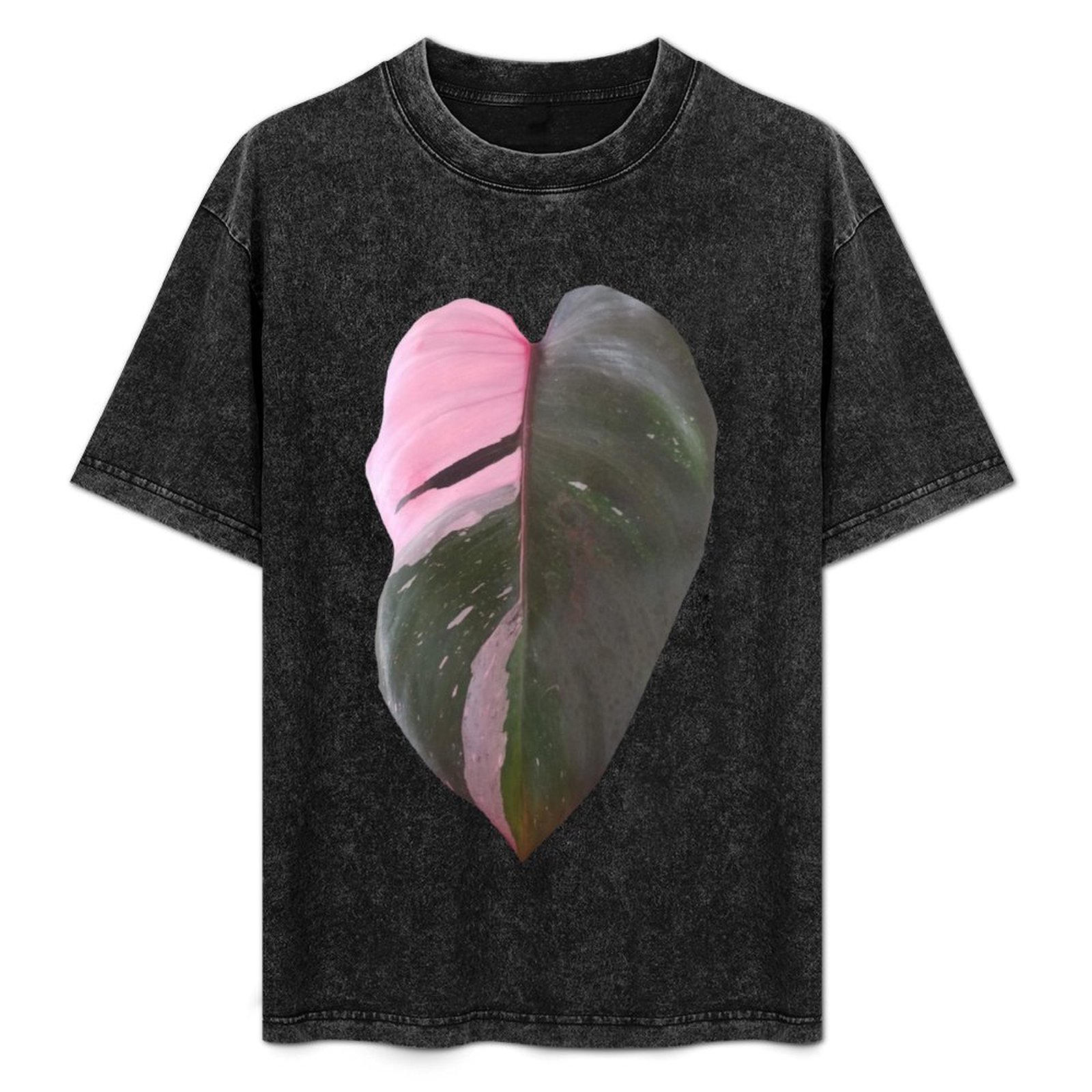Pink Princess Philodendron Lea - Philodendron Pink Princess 评论和价格