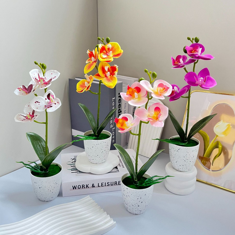 Butterfly Orchid 4-Flower Pott - Orchid Phalaenopsis 评论和价格