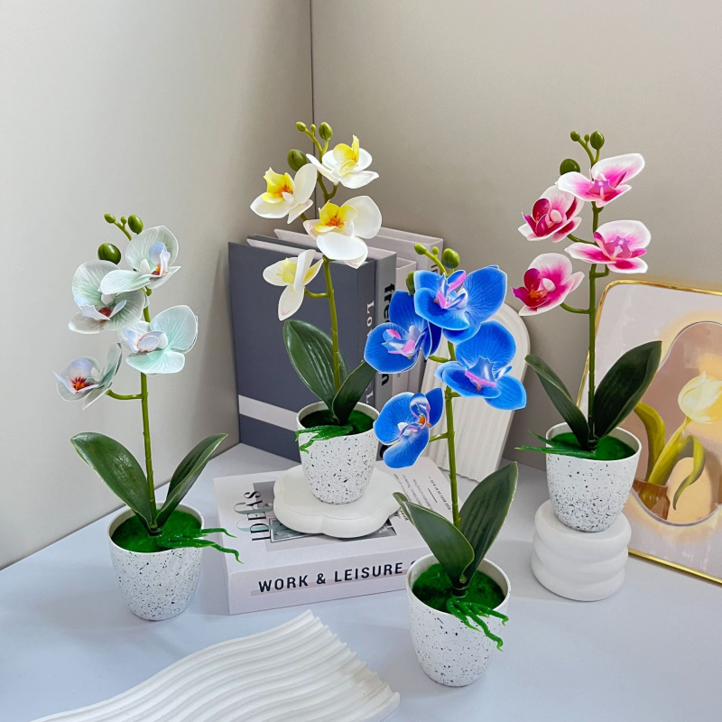 Butterfly Orchid 4-Flower Pott - Orchid Phalaenopsis 评论和价格