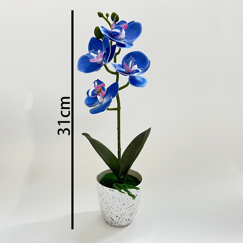 Butterfly Orchid 4-Flower Pott - Orchid Phalaenopsis 评论和价格
