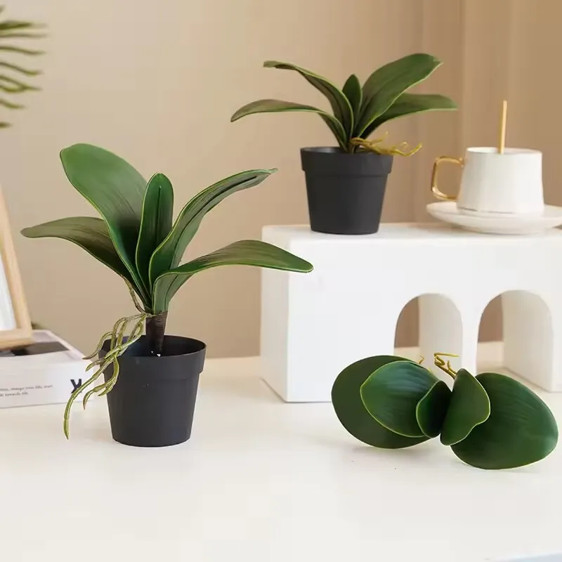 5 pieces of imitation orchid l - Orchid Phalaenopsis 评论和价格