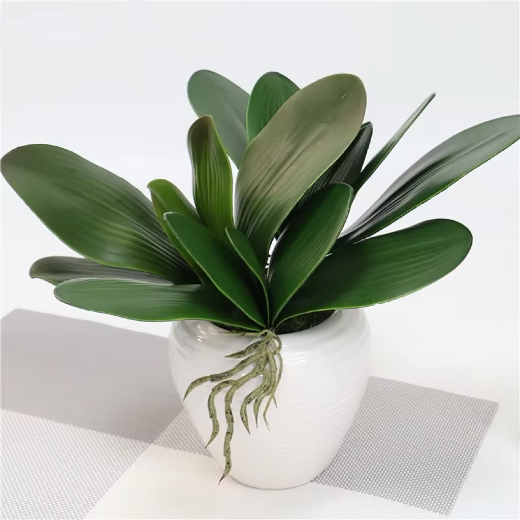5 pieces of imitation orchid l - Orchid Phalaenopsis 评论和价格